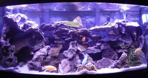 Rated #34: 72 Gallons Freshwater Fish Tank - Filtration: 2x Emperor 400, 2x Fluval 404
Heater: 2x 250W Marineland Stealth
Substrate: 50 lbs pool filter sand
Rocks: 100+ lbs lace rock
Feeding: New Life Spectrum 1mm
2 Metriaclima estherae (O)
1 Metriaclima lombardoi
2 Ancistrus sp. (1 male, 1 female)
2 Metriaclima estherae (Red)
2 Cyphotilapia frontosa
3 Labidochromis caeruleus Rated #34: 72 Gallons Freshwater Fish Tank - Filtration: 2x Emperor 400, 2x Fluval 404
Heater: 2x 250W Marineland Stealth
Substrate: 50 lbs pool filter sand
Rocks: 100+ lbs lace rock
Feeding: New Life Spectrum 1mm
2 Metriaclima estherae (O)
1 Metriaclima lombardoi
2 Ancistrus sp. (1 male, 1 female)
2 Metriaclima estherae (Red)
2 Cyphotilapia frontosa
3 Labidochromis caeruleus
