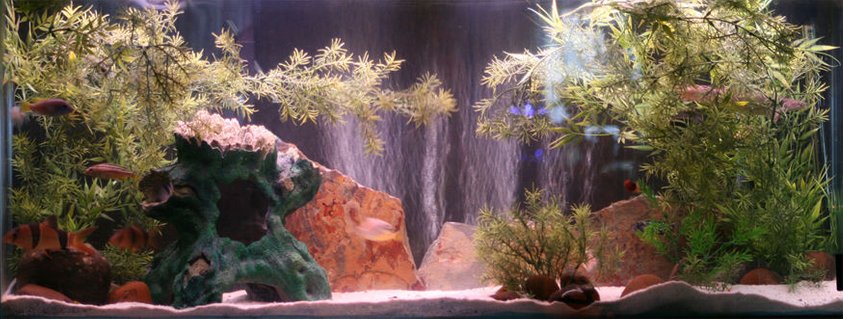 Rated #83: 55 Gallons Freshwater Fish Tank - 8 Cichlids, 2 Clown Loaches, 1 sengal bichir, 6 apple snails, 2 chinese algae eaters, 3 silver dollars, 1 Otocinclus .
Sand bottom, with slate, river rock, tree, and fake plant decorations Rated #83: 55 Gallons Freshwater Fish Tank - 8 Cichlids, 2 Clown Loaches, 1 sengal bichir, 6 apple snails, 2 chinese algae eaters, 3 silver dollars, 1 Otocinclus .
Sand bottom, with slate, river rock, tree, and fake plant decorations