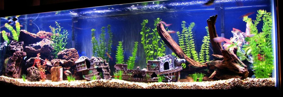 Rated #46: 125 Gallons Freshwater Fish Tank - my 125....44 fish but most under 2 Rated #46: 125 Gallons Freshwater Fish Tank - my 125....44 fish but most under 2" now...not big on the fake decos but i really love the 3piece 38" sunken schooner i found...very realistic looking...see other pic for my self built custom stand/bookcase !