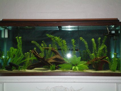Rated #85: 55 Gallons Freshwater Fish Tank - a Rated #85: 55 Gallons Freshwater Fish Tank - a