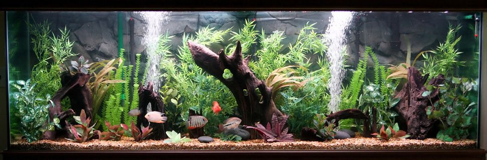 Rated #62: 300 Gallons Freshwater Fish Tank - 300 Gallon Central and South American Cichlid Tank. Rated #62: 300 Gallons Freshwater Fish Tank - 300 Gallon Central and South American Cichlid Tank.