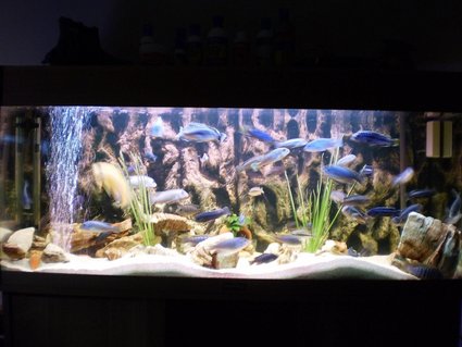 Rated #78: 75 Gallons Freshwater Fish Tank - African CIchlids Rated #78: 75 Gallons Freshwater Fish Tank - African CIchlids