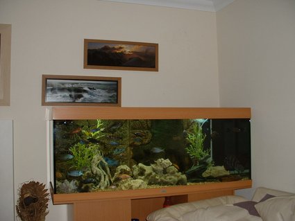 Rated #92: 90 Gallons Freshwater Fish Tank - MY TANK Rated #92: 90 Gallons Freshwater Fish Tank - MY TANK