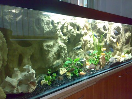 Rated #33: 132 Gallons Freshwater Fish Tank - Mbuna setup Rated #33: 132 Gallons Freshwater Fish Tank - Mbuna setup