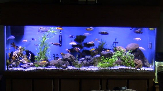 Rated #36: 135 Gallons Freshwater Fish Tank - My 135gal baby Rated #36: 135 Gallons Freshwater Fish Tank - My 135gal baby