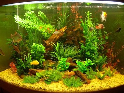 Rated #60: 55 Gallons Freshwater Fish Tank - Updated pic !
Dimensions Tank: 100W x 85D x 64.5H cm
Water Capacity: 220L
Lighting: 2x 20W fluorescent lighting tubes
Glass thickness: 10mm
Heater: 300W
Filtration: Aquis CF1200 (external canister filter) Rated #60: 55 Gallons Freshwater Fish Tank - Updated pic !
Dimensions Tank: 100W x 85D x 64.5H cm
Water Capacity: 220L
Lighting: 2x 20W fluorescent lighting tubes
Glass thickness: 10mm
Heater: 300W
Filtration: Aquis CF1200 (external canister filter)