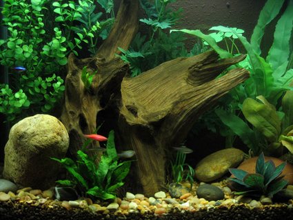 Rated #26: 15 Gallons Freshwater Fish Tank - 15 Gallon Rated #26: 15 Gallons Freshwater Fish Tank - 15 Gallon