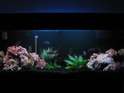Rated #23: 30 Gallons Freshwater Fish Tank - 125 Gallon Front View (5-14-06) Rated #23: 30 Gallons Freshwater Fish Tank - 125 Gallon Front View (5-14-06)