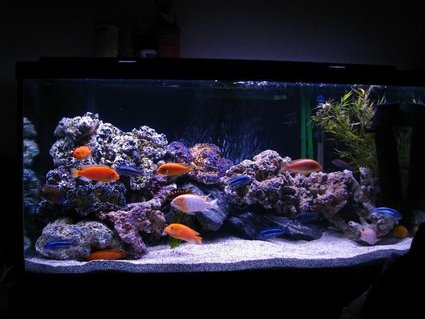 Rated #95: 90 Gallons Freshwater Fish Tank - Latest setup, added more rocks, stronger powerhead Rated #95: 90 Gallons Freshwater Fish Tank - Latest setup, added more rocks, stronger powerhead