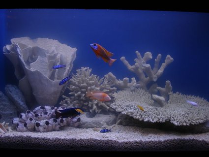 Rated #93: 90 Gallons Freshwater Fish Tank - Whuddya think? Rated #93: 90 Gallons Freshwater Fish Tank - Whuddya think?