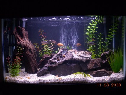 Rated #35: 29 Gallons Freshwater Fish Tank - combination of lace rock and rocks i picked up at a local creek Rated #35: 29 Gallons Freshwater Fish Tank - combination of lace rock and rocks i picked up at a local creek