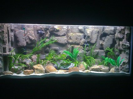 Rated #72: 240 Gallons Freshwater Fish Tank - 240 gal (72 Rated #72: 240 Gallons Freshwater Fish Tank - 240 gal (72"l x 24"w x 31"h)
2 Fuval FX5
500 watt finnex titanium heater
3M color quartz for substrate
natural rocks
DIY Background
silk plants
