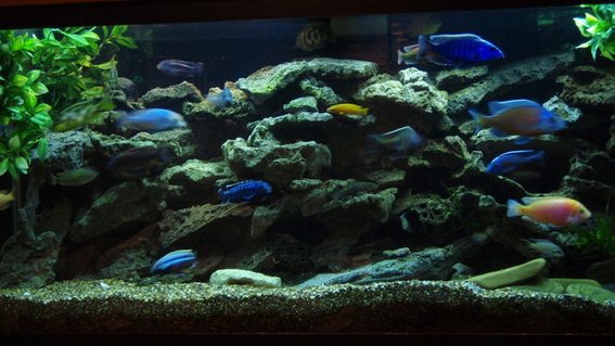 Rated #60: 75 Gallons Freshwater Fish Tank - 75 GAL. BUILT INTO WALL WITH ACCESS IN WALK IN CLOSET AREA. TWO OVER HEAD CAN LIGHTS FOR MAINTENANCE, OVER TOP STRIP LIGHT- MOONLIGHT, 55 GAL SUMP FILTER W. UV STERILIZER AND HEATER BELOW 75 GAL. UTAH LACE ROCK ON SMALL CRUSHED GRAVEL, FEW PEICES OF CRUSHED CORAL, MY LOCAL TAP IS HARD AND GOOD CICHLID PH. THE ENTIRE SETUP WAS CUSTOM BUILT AND INSTALLED BY MYSELF AND HOBBYIST FRIEND/PROFESSIONAL.
ALSO HAVE OLD MAGNUM 350 CANISTER FILTER THAT I USE THE MICRON INSERT AND RUN EVERY SO OFTEN, 20% WATER CHANGE EVERY WEEK.
SWITCHED TO 50/50 REEF SUN BULBS AND WISH I DID LONG AGO. AWESOME COLOR DETAIL.
added a 5.5 gallon refugium/plant tank to the 55 gal sump Rated #60: 75 Gallons Freshwater Fish Tank - 75 GAL. BUILT INTO WALL WITH ACCESS IN WALK IN CLOSET AREA. TWO OVER HEAD CAN LIGHTS FOR MAINTENANCE, OVER TOP STRIP LIGHT- MOONLIGHT, 55 GAL SUMP FILTER W. UV STERILIZER AND HEATER BELOW 75 GAL. UTAH LACE ROCK ON SMALL CRUSHED GRAVEL, FEW PEICES OF CRUSHED CORAL, MY LOCAL TAP IS HARD AND GOOD CICHLID PH. THE ENTIRE SETUP WAS CUSTOM BUILT AND INSTALLED BY MYSELF AND HOBBYIST FRIEND/PROFESSIONAL.
ALSO HAVE OLD MAGNUM 350 CANISTER FILTER THAT I USE THE MICRON INSERT AND RUN EVERY SO OFTEN, 20% WATER CHANGE EVERY WEEK.
SWITCHED TO 50/50 REEF SUN BULBS AND WISH I DID LONG AGO. AWESOME COLOR DETAIL.
added a 5.5 gallon refugium/plant tank to the 55 gal sump