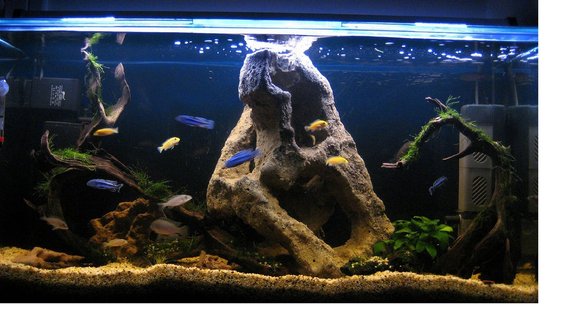 Rated #45: 30 Gallons Freshwater Fish Tank - My Malawi Setup Rated #45: 30 Gallons Freshwater Fish Tank - My Malawi Setup