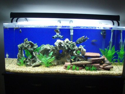 Rated #61: 75 Gallons Freshwater Fish Tank - Haps and Peacocks Rated #61: 75 Gallons Freshwater Fish Tank - Haps and Peacocks