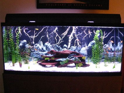 Rated #73: 55 Gallons Freshwater Fish Tank - Updated Fresh 55 Community. More to come. Rated #73: 55 Gallons Freshwater Fish Tank - Updated Fresh 55 Community. More to come.