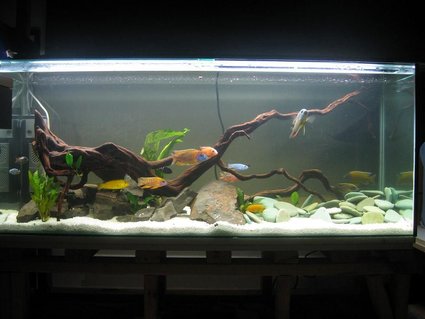 Rated #57: 60 Gallons Freshwater Fish Tank - 230L African Malawi Cichlid tank Rated #57: 60 Gallons Freshwater Fish Tank - 230L African Malawi Cichlid tank