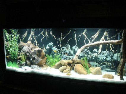 Rated #39: 55 Gallons Freshwater Fish Tank - Marineland 55g Cichlid Tank Rated #39: 55 Gallons Freshwater Fish Tank - Marineland 55g Cichlid Tank