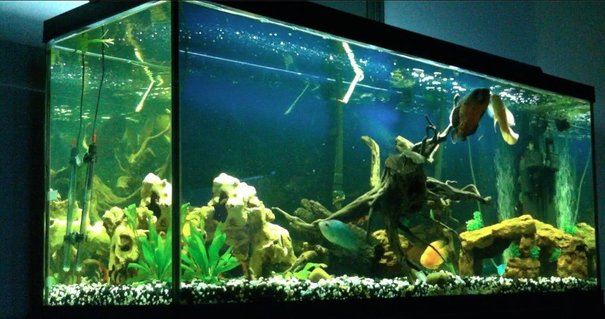 Rated #65: 120 Gallons Freshwater Fish Tank - 120 Gallon Freshwater Setup currently stocked with:
2xOscars
1xBlood Parrot Cichlid
1xBlue Diamond Flowerhorn
5xClown Loaches
1xPleco
In the process of upgrading to a 240 gallon aquarium Rated #65: 120 Gallons Freshwater Fish Tank - 120 Gallon Freshwater Setup currently stocked with:
2xOscars
1xBlood Parrot Cichlid
1xBlue Diamond Flowerhorn
5xClown Loaches
1xPleco
In the process of upgrading to a 240 gallon aquarium