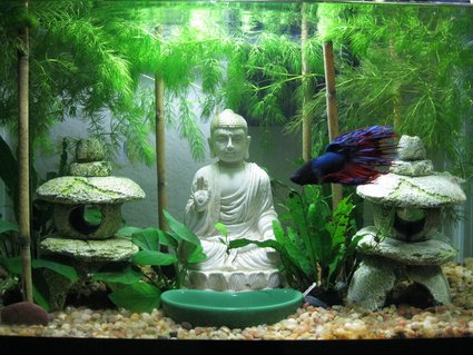 Rated #43: 5 Gallons Freshwater Fish Tank - Betta swimming through his garden Rated #43: 5 Gallons Freshwater Fish Tank - Betta swimming through his garden
