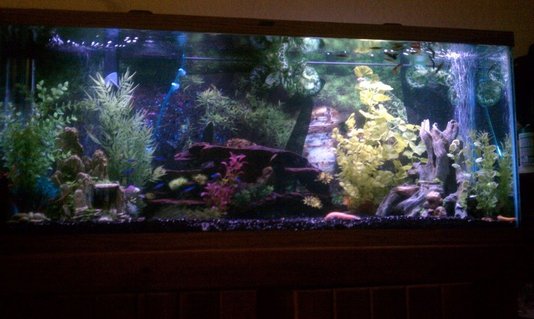 Rated #62: 55 Gallons Freshwater Fish Tank - 55 Gallon Community Tank Rated #62: 55 Gallons Freshwater Fish Tank - 55 Gallon Community Tank