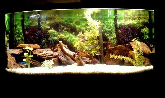 Rated #76: 72 Gallons Freshwater Fish Tank - New Cichlid Tank Rated #76: 72 Gallons Freshwater Fish Tank - New Cichlid Tank