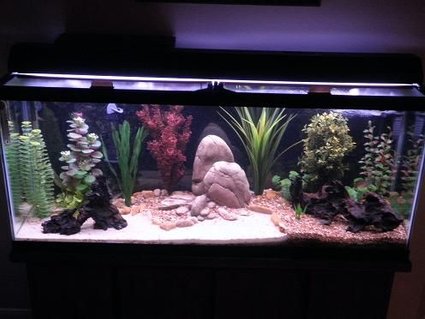 Rated #68: 55 Gallons Freshwater Fish Tank - 55 gallon freshwater community tank Rated #68: 55 Gallons Freshwater Fish Tank - 55 gallon freshwater community tank