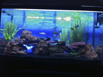 Rated #66: 90 Gallons Freshwater Fish Tank - Fresh Water Cichlid Tank With Live Lava Rock Plant Rated #66: 90 Gallons Freshwater Fish Tank - Fresh Water Cichlid Tank With Live Lava Rock Plant