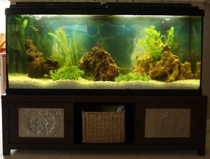 Rated #59: 50 Gallons Freshwater Fish Tank - 50 gal Loach Den Rated #59: 50 Gallons Freshwater Fish Tank - 50 gal Loach Den