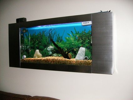 Rated #63: 15 Gallons Freshwater Fish Tank - My wall tank Rated #63: 15 Gallons Freshwater Fish Tank - My wall tank