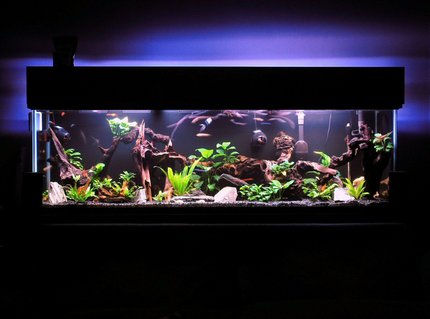 Rated #3: 125 Gallons Freshwater Fish Tank - I have gotten lost in this magical place MANY a night.
On a side note, If you try to enlarge this picture or use the magnifier it gets very grainy. I have never had this problem before with any of my past entries. If someone knows how to fix this issue that would be fantastic. Rated #3: 125 Gallons Freshwater Fish Tank - I have gotten lost in this magical place MANY a night.
On a side note, If you try to enlarge this picture or use the magnifier it gets very grainy. I have never had this problem before with any of my past entries. If someone knows how to fix this issue that would be fantastic.
