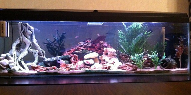 Rated #66: 22 Gallons Freshwater Fish Tank - A 48 Rated #66: 22 Gallons Freshwater Fish Tank - A 48" x 12" x 18" Freshwater tank that I have owned for just over 8 months now. Standard Daylight lighting on a timer which switches over to moonlight LED blue lights at the night time. Standard Fluval filtration pump and air bubbles.
A New layout for my tank. Wanted to incorporate a rock layout in the centre, Ive tried to achieve it as best as I can. The fish seem to like it. If you have any ideas or suggestions please leave a comment, Thanks for looking.