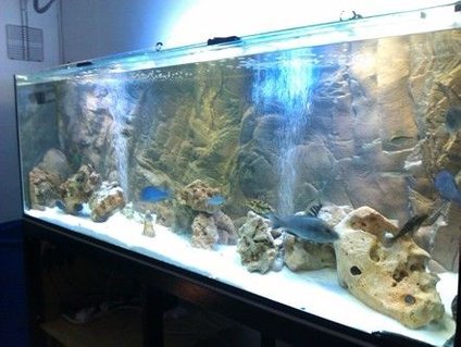 Rated #64: 160 Gallons Freshwater Fish Tank - my tank 600ltrs Rated #64: 160 Gallons Freshwater Fish Tank - my tank 600ltrs
