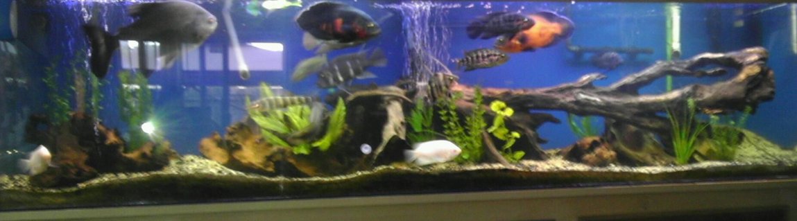 Rated #8: 240 Gallons Freshwater Fish Tank - Sorry for the bad pic, aquarium made by tru view stand custom made by seahorse aquarium in Portland, Oregon I made the hood myself, I love the driftwood look so I have alot of driftwood, got the sand from an aquarium shop that was going out of business,( about 250-300 lbs of sand) Rated #8: 240 Gallons Freshwater Fish Tank - Sorry for the bad pic, aquarium made by tru view stand custom made by seahorse aquarium in Portland, Oregon I made the hood myself, I love the driftwood look so I have alot of driftwood, got the sand from an aquarium shop that was going out of business,( about 250-300 lbs of sand)