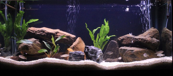 Rated #4: 50 Gallons Freshwater Fish Tank - March's Malawi Tank Rated #4: 50 Gallons Freshwater Fish Tank - March's Malawi Tank