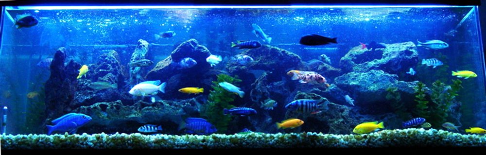 Rated #2: 60 Gallons Freshwater Fish Tank - My main African mixed tank is doing very well. Several breedings have been happening constantly, and keeping me very busy as well. I added a couple more Synodontis Multipunctatus (My all time favorite Cat) and I'm hoping for some spawns from them. My Electric Blue is holding again for her second time, I can't wait for them! I'm in the works of getting my father's tank to replace this one, just gotta figure out how to get it over to my place.
My Electric Blue couple just released 42 fry, plus the 3 babies I could only save from the first batch. I can't wait for these guys to get bigger. Rated #2: 60 Gallons Freshwater Fish Tank - My main African mixed tank is doing very well. Several breedings have been happening constantly, and keeping me very busy as well. I added a couple more Synodontis Multipunctatus (My all time favorite Cat) and I'm hoping for some spawns from them. My Electric Blue is holding again for her second time, I can't wait for them! I'm in the works of getting my father's tank to replace this one, just gotta figure out how to get it over to my place.
My Electric Blue couple just released 42 fry, plus the 3 babies I could only save from the first batch. I can't wait for these guys to get bigger.