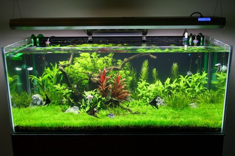 Rated #5: 80 Gallons Freshwater Fish Tank - 2 months of age Rated #5: 80 Gallons Freshwater Fish Tank - 2 months of age