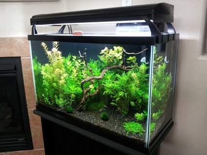 Rated #12: 29 Gallons Freshwater Fish Tank - My 29 gallon tank at around 6 weeks old. Rated #12: 29 Gallons Freshwater Fish Tank - My 29 gallon tank at around 6 weeks old.
