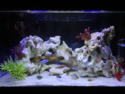 Rated #15: 58 Gallons Freshwater Fish Tank - various cichlids & tropicals Rated #15: 58 Gallons Freshwater Fish Tank - various cichlids & tropicals