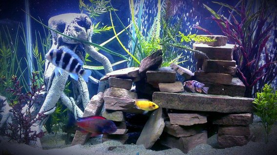 Rated #55: 55 Gallons Freshwater Fish Tank - my new set up hope you like!!! Rated #55: 55 Gallons Freshwater Fish Tank - my new set up hope you like!!!