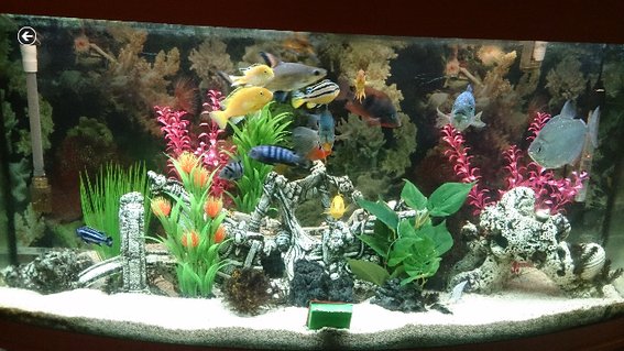 Rated #77: 60 Gallons Freshwater Fish Tank - This is the latest pic of my tank Rated #77: 60 Gallons Freshwater Fish Tank - This is the latest pic of my tank