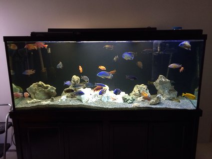 Rated #52: 220 Gallons Freshwater Fish Tank - 220 gallon peacock and hap tank Rated #52: 220 Gallons Freshwater Fish Tank - 220 gallon peacock and hap tank