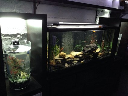 Rated #51: 55 Gallons Freshwater Fish Tank - My room Rated #51: 55 Gallons Freshwater Fish Tank - My room