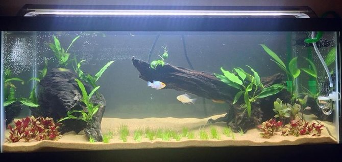Rated #71: 20 Gallons Freshwater Fish Tank - This is a new 20G long and it is a work in progress. This tank has co2, plant fertilizers, a canister filter, fuseray lighting, etc. Rated #71: 20 Gallons Freshwater Fish Tank - This is a new 20G long and it is a work in progress. This tank has co2, plant fertilizers, a canister filter, fuseray lighting, etc.