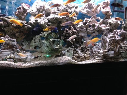 Rated #22: 90 Gallons Freshwater Fish Tank Rated #22: 90 Gallons Freshwater Fish Tank