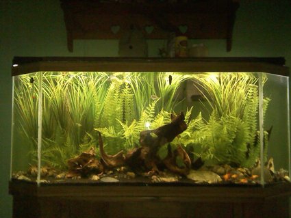 Rated #23: 55 Gallons Freshwater Fish Tank - I wanted this tank have the feeling of being a part of a small creek. Most of the plastic plants are from the craft store. Rated #23: 55 Gallons Freshwater Fish Tank - I wanted this tank have the feeling of being a part of a small creek. Most of the plastic plants are from the craft store.