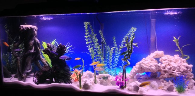 Rated #56: 55 Gallons Freshwater Fish Tank - My 55gal African Cichlid tank Rated #56: 55 Gallons Freshwater Fish Tank - My 55gal African Cichlid tank