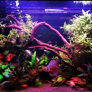 Rated #4: 75 Gallons Freshwater Fish Tank - My planted tank Rated #4: 75 Gallons Freshwater Fish Tank - My planted tank