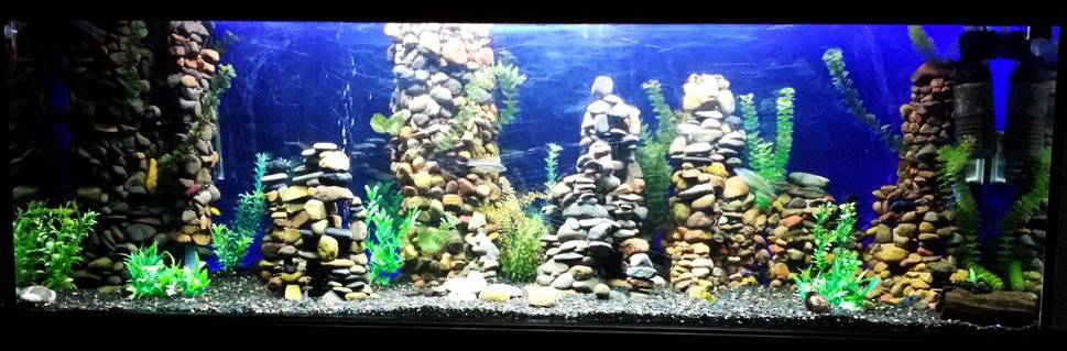 Rated #19: 150 Gallons Freshwater Fish Tank - Changed from Community Tropicals to African Cichlids after moving house Rated #19: 150 Gallons Freshwater Fish Tank - Changed from Community Tropicals to African Cichlids after moving house
