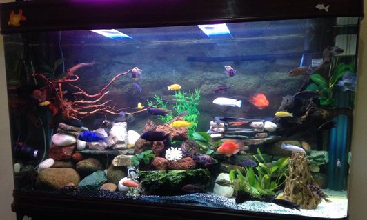 Rated #30: 75 Gallons Freshwater Fish Tank - new set up Rated #30: 75 Gallons Freshwater Fish Tank - new set up